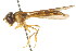  ( - CNC DIPTERA 105678)  @11 [ ] CreativeCommons - Attribution (2011) CNC/CBG Photography Group Centre for Biodiversity Genomics
