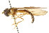  (Nuntianus lepidus - CNC DIPTERA 105679)  @11 [ ] CreativeCommons - Attribution (2011) CNC/CBG Photography Group Centre for Biodiversity Genomics