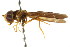  ( - CNC DIPTERA 105680)  @11 [ ] CreativeCommons - Attribution (2011) CNC/CBG Photography Group Centre for Biodiversity Genomics