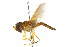  (Hybobathus vittiger - CNC DIPTERA 105681)  @11 [ ] CreativeCommons - Attribution (2011) CNC/CBG Photography Group Centre for Biodiversity Genomics