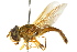  ( - CNC DIPTERA 105682)  @11 [ ] CreativeCommons - Attribution (2011) CNC/CBG Photography Group Centre for Biodiversity Genomics