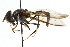  (Mimocalla - CNC DIPTERA 105683)  @14 [ ] CreativeCommons - Attribution (2011) CNC/CBG Photography Group Centre for Biodiversity Genomics