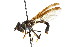  ( - CNC DIPTERA 105684)  @11 [ ] CreativeCommons - Attribution (2011) CNC/CBG Photography Group Centre for Biodiversity Genomics