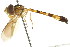  (Victoriana zilla - CNC DIPTERA 105685)  @11 [ ] CreativeCommons - Attribution (2011) CNC/CBG Photography Group Centre for Biodiversity Genomics