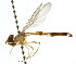  ( - CNC DIPTERA 105686)  @11 [ ] CreativeCommons - Attribution (2011) CNC/CBG Photography Group Centre for Biodiversity Genomics