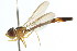  ( - CNC DIPTERA 105687)  @11 [ ] CreativeCommons - Attribution (2011) CNC/CBG Photography Group Centre for Biodiversity Genomics