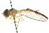  ( - CNC DIPTERA 105688)  @11 [ ] CreativeCommons - Attribution (2011) CNC/CBG Photography Group Centre for Biodiversity Genomics