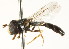  ( - CNC DIPTERA 105690)  @11 [ ] CreativeCommons - Attribution (2011) CNC/CBG Photography Group Centre for Biodiversity Genomics