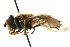  ( - CNC DIPTERA 105694)  @13 [ ] CreativeCommons - Attribution (2011) CNC/CBG Photography Group Centre for Biodiversity Genomics