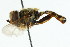  ( - CNC DIPTERA 105696)  @13 [ ] CreativeCommons - Attribution (2011) CNC/CBG Photography Group Centre for Biodiversity Genomics