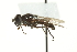  (Cheilosia sp. nov - CNC DIPTERA 1057)  @14 [ ] CreativeCommons - Attribution (2011) CNC/CBG Photography Group Centre for Biodiversity Genomics