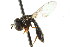  (Paragus minutus - CNC DIPTERA 105700)  @11 [ ] CreativeCommons - Attribution (2011) CNC/CBG Photography Group Centre for Biodiversity Genomics