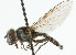  ( - CNC DIPTERA 105706)  @11 [ ] CreativeCommons - Attribution (2011) CNC/CBG Photography Group Centre for Biodiversity Genomics