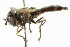  ( - CNC DIPTERA 105708)  @11 [ ] CreativeCommons - Attribution (2011) CNC/CBG Photography Group Centre for Biodiversity Genomics