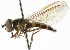  ( - CNC DIPTERA 105709)  @11 [ ] CreativeCommons - Attribution (2011) CNC/CBG Photography Group Centre for Biodiversity Genomics