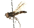  (Melangyna barbifrons - CNC DIPTERA 105710)  @13 [ ] CreativeCommons - Attribution (2011) CNC/CBG Photography Group Centre for Biodiversity Genomics
