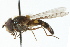  (Melangyna coei - CNC DIPTERA 105711)  @11 [ ] CreativeCommons - Attribution (2011) CNC/CBG Photography Group Centre for Biodiversity Genomics
