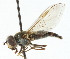  ( - CNC DIPTERA 105712)  @11 [ ] CreativeCommons - Attribution (2011) CNC/CBG Photography Group Centre for Biodiversity Genomics