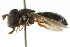  (Paragus manensis - CNC DIPTERA 105784)  @12 [ ] CreativeCommons - Attribution (2011) CNC/CBG Photography Group Centre for Biodiversity Genomics