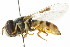  ( - CNC DIPTERA 105785)  @11 [ ] CreativeCommons - Attribution (2011) CNC/CBG Photography Group Centre for Biodiversity Genomics