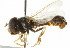  ( - CNC DIPTERA 105786)  @11 [ ] CreativeCommons - Attribution (2011) CNC/CBG Photography Group Centre for Biodiversity Genomics