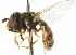  (Paragus serratus - CNC DIPTERA 105787)  @14 [ ] CreativeCommons - Attribution (2011) CNC/CBG Photography Group Centre for Biodiversity Genomics