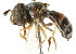 (Paragus yerburiensis - CNC DIPTERA 105790)  @13 [ ] CreativeCommons - Attribution (2011) CNC/CBG Photography Group Centre for Biodiversity Genomics