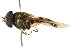  ( - CNC DIPTERA 105793)  @11 [ ] CreativeCommons - Attribution (2011) CNC/CBG Photography Group Centre for Biodiversity Genomics