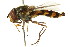  ( - CNC DIPTERA 105802)  @11 [ ] CreativeCommons - Attribution (2011) CNC/CBG Photography Group Centre for Biodiversity Genomics