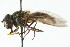  ( - CNC DIPTERA 105810)  @11 [ ] CreativeCommons - Attribution (2011) CNC/CBG Photography Group Centre for Biodiversity Genomics