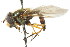  ( - CNC DIPTERA 105812)  @12 [ ] CreativeCommons - Attribution (2011) CNC/CBG Photography Group Centre for Biodiversity Genomics