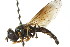  (Bacchini - CNC DIPTERA 105815)  @16 [ ] CreativeCommons - Attribution (2011) CNC/CBG Photography Group Centre for Biodiversity Genomics