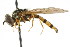  ( - CNC DIPTERA 105820)  @13 [ ] CreativeCommons - Attribution (2011) CNC/CBG Photography Group Centre for Biodiversity Genomics