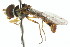 (Toxomerus polygraphicus - CNC DIPTERA 106085)  @11 [ ] CreativeCommons - Attribution (2011) CNC/CBG Photography Group Centre for Biodiversity Genomics