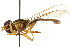  (Toxomerus procrastinatus - CNC DIPTERA 106093)  @11 [ ] CreativeCommons - Attribution (2011) CNC/CBG Photography Group Centre for Biodiversity Genomics