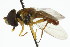  (Toxomerus steatogaster - CNC DIPTERA 106098)  @12 [ ] CreativeCommons - Attribution (2011) CNC/CBG Photography Group Centre for Biodiversity Genomics