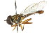  (Toxomerus tibicen - CNC DIPTERA 106105)  @11 [ ] CreativeCommons - Attribution (2011) CNC/CBG Photography Group Centre for Biodiversity Genomics
