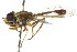  ( - CNC DIPTERA 106106)  @11 [ ] CreativeCommons - Attribution (2011) CNC/CBG Photography Group Centre for Biodiversity Genomics