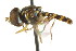  (Toxomerus verticalis - CNC DIPTERA 106116)  @13 [ ] CreativeCommons - Attribution (2011) CNC/CBG Photography Group Centre for Biodiversity Genomics