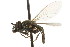  ( - CNC DIPTERA 106119)  @11 [ ] CreativeCommons - Attribution (2011) CNC/CBG Photography Group Centre for Biodiversity Genomics