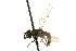 ( - CNC DIPTERA 106120)  @11 [ ] CreativeCommons - Attribution (2011) CNC/CBG Photography Group Centre for Biodiversity Genomics