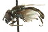  ( - CNC DIPTERA 106122)  @11 [ ] CreativeCommons - Attribution (2011) CNC/CBG Photography Group Centre for Biodiversity Genomics