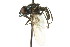  ( - CNC DIPTERA 106131)  @11 [ ] CreativeCommons - Attribution (2011) CNC/CBG Photography Group Centre for Biodiversity Genomics