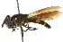  (Xanthandrus callidus - CNC DIPTERA 106139)  @14 [ ] CreativeCommons - Attribution (2011) CNC/CBG Photography Group Centre for Biodiversity Genomics