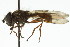  (Xanthandrus palliatus - CNC DIPTERA 106146)  @13 [ ] CreativeCommons - Attribution (2011) CNC/CBG Photography Group Centre for Biodiversity Genomics