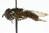  (Xanthandrus tricinctus - CNC DIPTERA 106147)  @12 [ ] CreativeCommons - Attribution (2011) CNC/CBG Photography Group Centre for Biodiversity Genomics