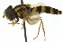  ( - CNC DIPTERA 106154)  @13 [ ] CreativeCommons - Attribution (2011) CNC/CBG Photography Group Centre for Biodiversity Genomics