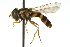  (Xanthogramma - CNC DIPTERA 106155)  @14 [ ] CreativeCommons - Attribution (2011) CNC/CBG Photography Group Centre for Biodiversity Genomics