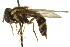  (Xanthogramma sapporense - CNC DIPTERA 106156)  @13 [ ] CreativeCommons - Attribution (2011) CNC/CBG Photography Group Centre for Biodiversity Genomics