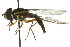  (Toxomerus sp - CNC DIPTERA 106162)  @14 [ ] CreativeCommons - Attribution (2011) CNC/CBG Photography Group Centre for Biodiversity Genomics